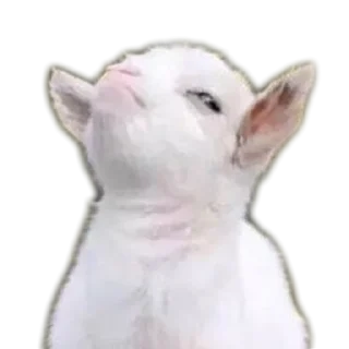 Telegram sticker 🐶 Meene pack