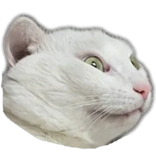 Telegram sticker 🐱 Meene pack