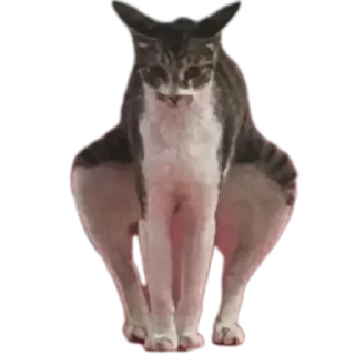 Video sticker 🐱 Meene pack