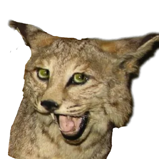 Sticker 🐱 Meene pack