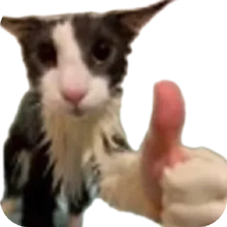 Telegram sticker 🐱 Meene pack