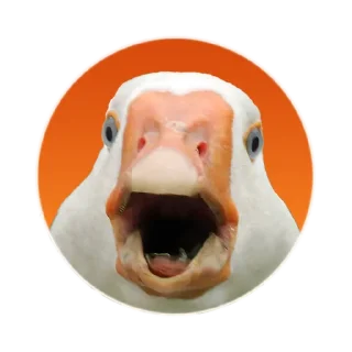 Telegram sticker 😨 Гусь Goose @mrguspro