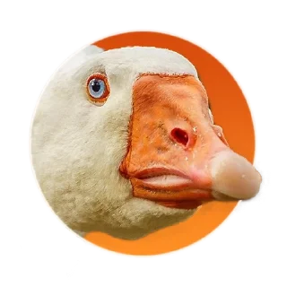 Telegram sticker 😐 Гусь Goose @mrguspro