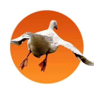 Telegram sticker ✋ Гусь Goose @mrguspro