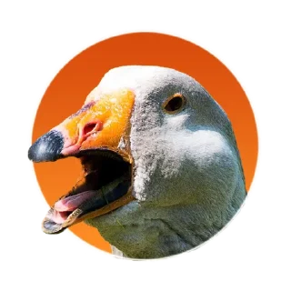 Telegram sticker 😡 Гусь Goose @mrguspro