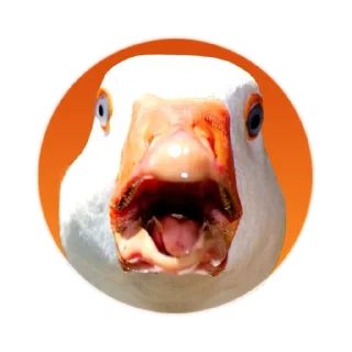 Video sticker 😧 Гусь Goose @mrguspro