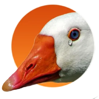 Video sticker 😭 Гусь Goose @mrguspro