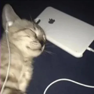 Telegram sticker 🎧 kitties O⁠_⁠o @kitties_blog