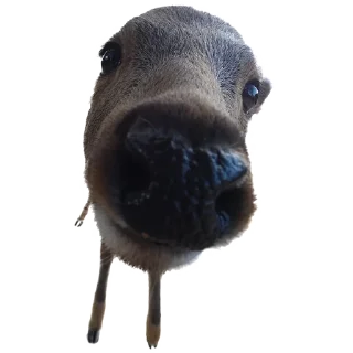 Video sticker 😃 deerbs