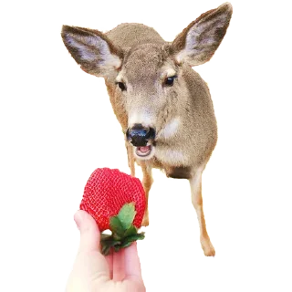 Telegram sticker 🍓 deerbs