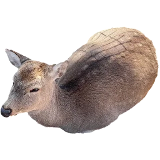 Video sticker 🍞 deerbs