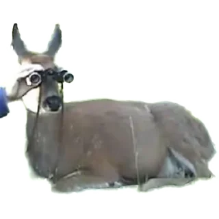 Telegram sticker 👁 deerbs