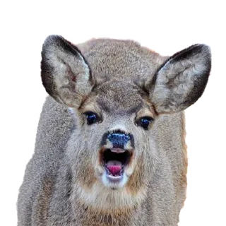 Telegram sticker 😡 deerbs