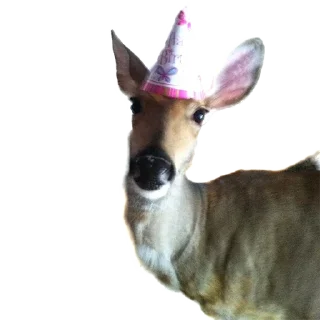 Telegram sticker 🎉 deerbs