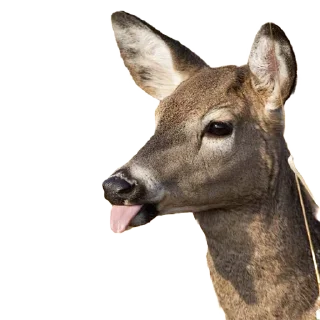 Video sticker 👅 deerbs