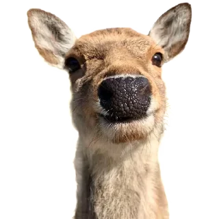 Sticker 🙂 deerbs