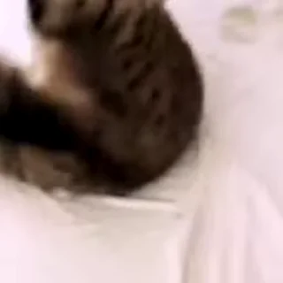 Video sticker 🙀 @bnVPNbot 🔐 без перебоев ✅