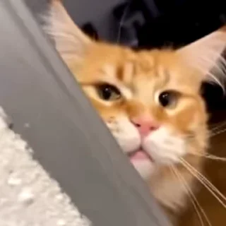 Video sticker 😕 @bnVPNbot 🔐 без перебоев ✅