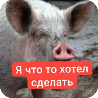 Video sticker 👂 Свин