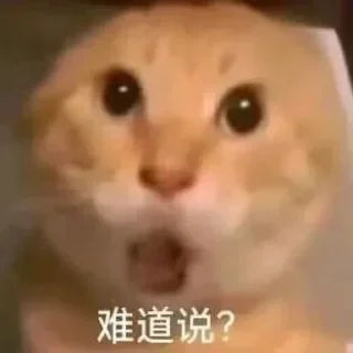 Телеграм стикер 😲 BSC-哈基米社区