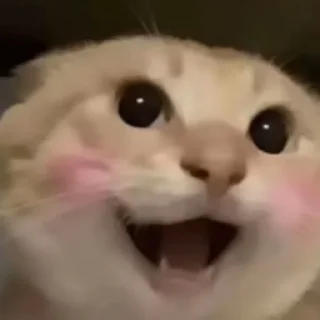 Sticker 😁 BSC-哈基米社区