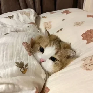 Video sticker 🌟 Больше стиков тут: @stikery4