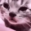 Video sticker 🐱 @vsabaa :: @fStikBot