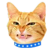 Video sticker 😾 @aviasales