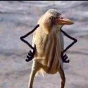 Video sticker 😒 wen55