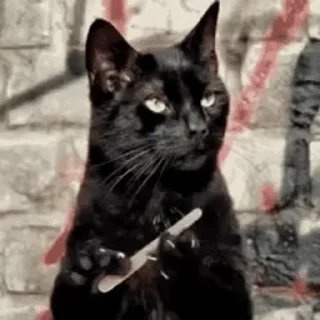 Telegram sticker 😐 Коты :: @fStikBot