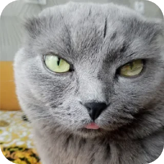 Sticker 😜 смехуевочка