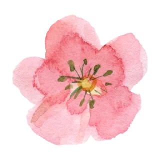 Sticker 🌸 ملصقات خاصة بـ 𝙰𝚋𝚛𝚊𝚛 🕊🌿…