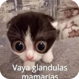 Telegram sticker 🐱 𝓣𝓪𝓬𝓾𝓪𝓬𝓱𝓮_𝓬𝓪𝓶𝓪𝓬𝓱𝓸 :: @ErmacMK9