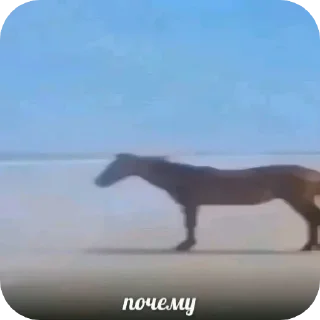 Телеграм стикер 🐎 @rinnaa0o