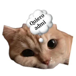 Telegram sticker 🐱 🦋🎀neni🎀🦋's video pack (@darkakamibot)