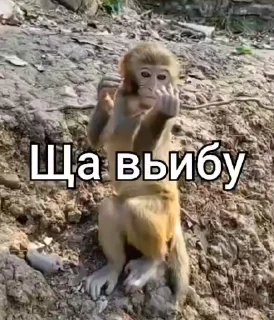 Video sticker 🌟 Бибизяны адми лисы