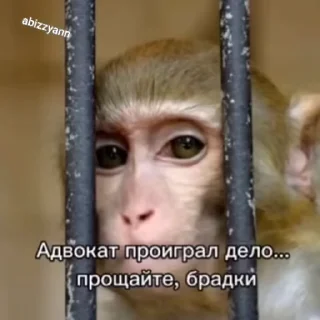 Video sticker 🌟 Бибизяны адми лисы