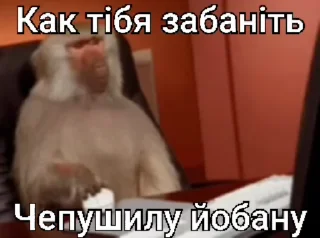 Video sticker 🌟 Бибизяны адми лисы