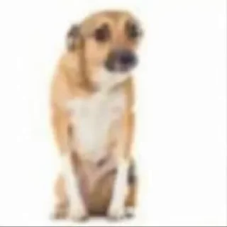 Video sticker 😔 𝑴𝒊𝒓𝒂𝒏𝒅𝒂 🦁Video Steal Pack