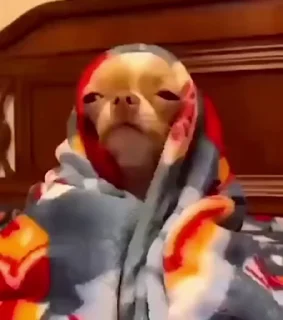 Video sticker 🥱 Funny 😂😂