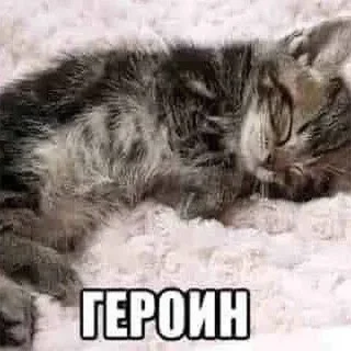 Telegram sticker 💉 @katos_peace_death 5😻