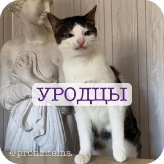 Video sticker 🫥 @katos_peace_death 5😻