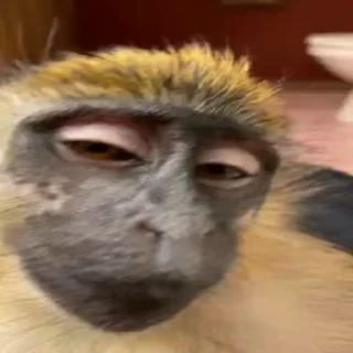 Video sticker 😏 Monkeys II ¦ @figurinhasWa