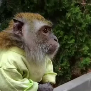Video sticker 🐵 Monkeys II ¦ @figurinhasWa