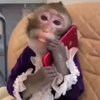 Video sticker 🌟 Monkeys II ¦ @figurinhasWa