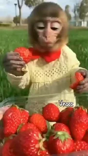 Video sticker 🐒 @vnocc