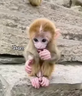 Video sticker 🐒 @vnocc