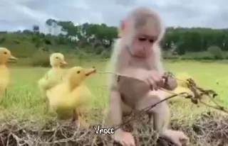 Video sticker 🐒 @vnocc