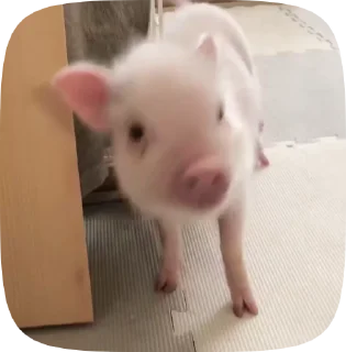 Sticker 🐷 @uribospamitboshe :: @fStikBot