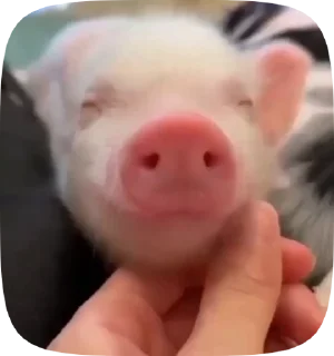 Telegram sticker 🐷 @uribospamitboshe :: @fStikBot